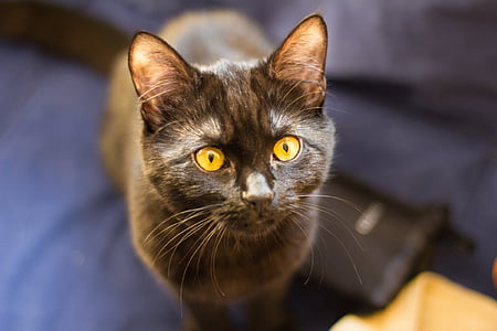 selective focus photography of tortoiseshell cat thumbnail
