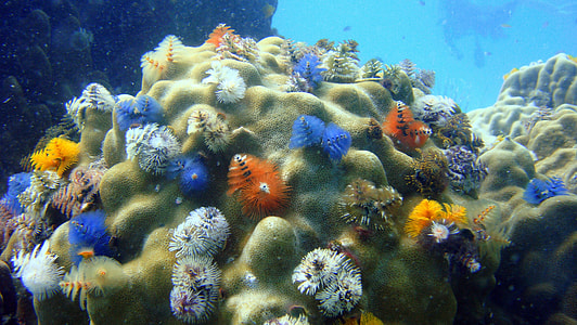Colorful Marine Wildlife thumbnail