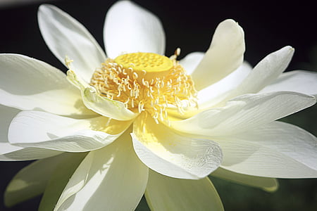 close-up photo of white lotus flower thumbnail