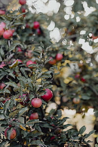 Red apples on a tree in the garden thumbnail