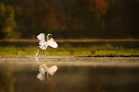 white bird running on water with reflection on water thumbnail