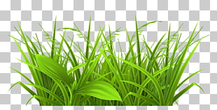 , Decorative Grass , green leaf plants PNG clipart