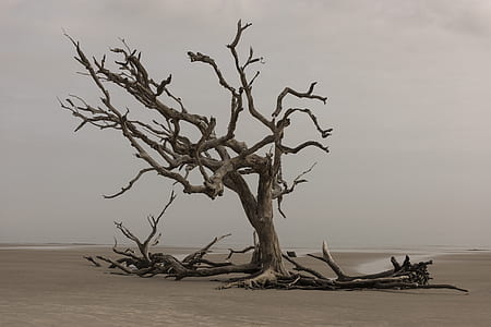 brown wooden tree thumbnail