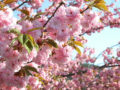 pink cherry blossom vector art thumbnail