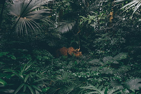 green fern thumbnail
