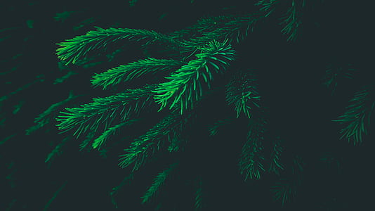 green plant thumbnail