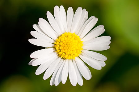 selective photo of daisy flower thumbnail