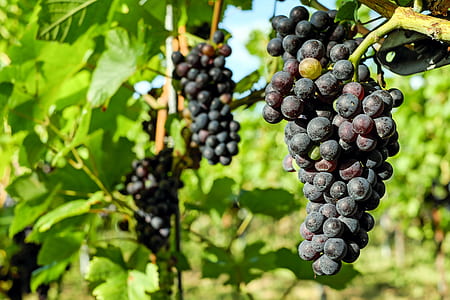 grapes fruit thumbnail