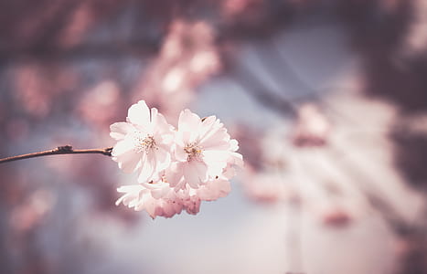 cherry blossom selective photography thumbnail