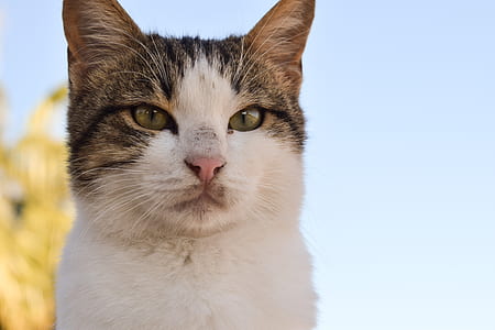 selective focus photography gray tabby cat thumbnail