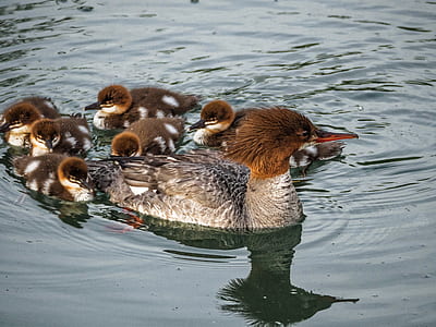 brown and grey duck and ducklings on body of water thumbnail