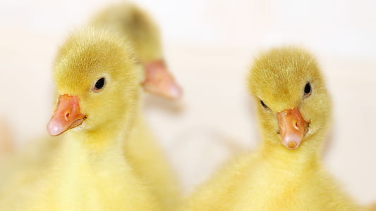 two yellow ducklings thumbnail