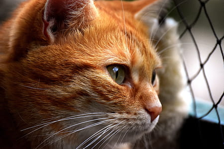 selective focus photography of orange tabby cat thumbnail