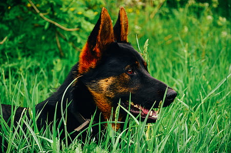 field, animal, dog, pet thumbnail