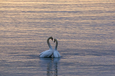 white swan on body of water thumbnail