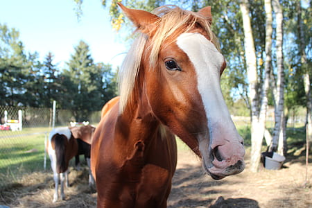 brown and white horse outdoor during daytime thumbnail
