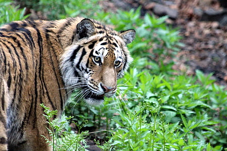 wild photography of tiger thumbnail