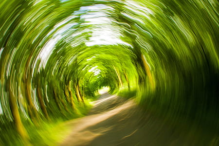 photography of road between trees at daytime thumbnail
