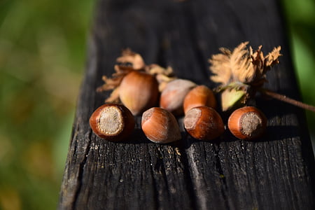 brown chestnut on black wooden surface thumbnail