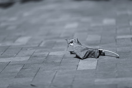 grayscaled photography of leaf on floor thumbnail