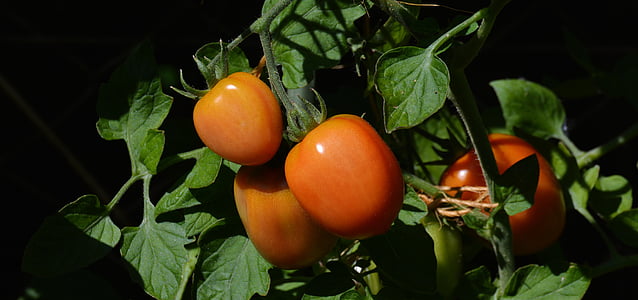 three red tomatoes thumbnail