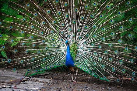 peacock spreading tail thumbnail