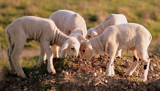 four white lamps grazing on green grass thumbnail