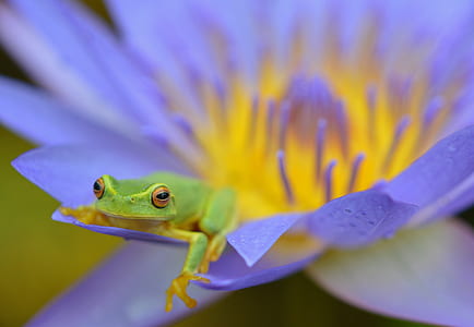 macro photography of green frog thumbnail