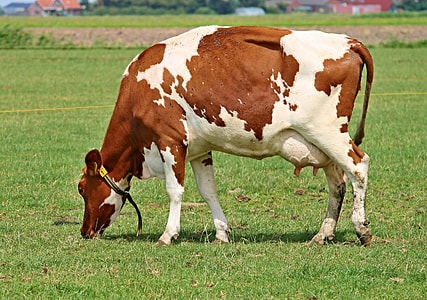 brown and white cow on green grass thumbnail