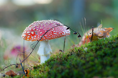 red and white mushroom thumbnail