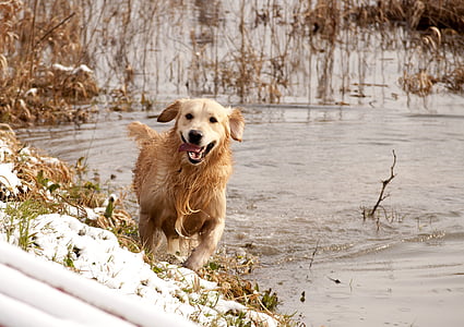 adult golden retriever thumbnail