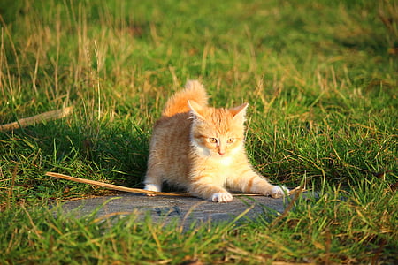 photo of orange cat surrounded by grasses thumbnail
