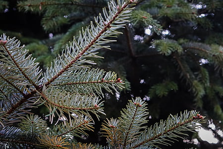 green pine tree leaves thumbnail