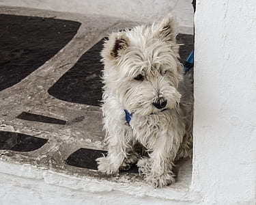 adult West Highland white terrier thumbnail