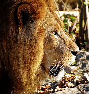 brown lion thumbnail