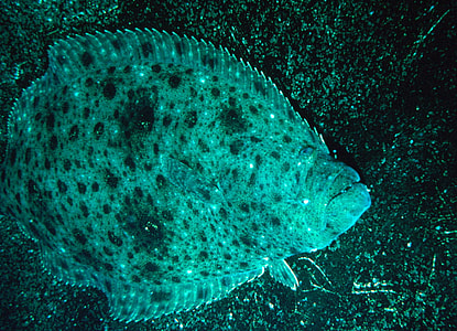 California halibut - Paralichthys californicus thumbnail