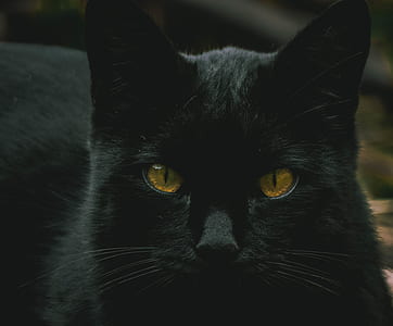 black cat thumbnail