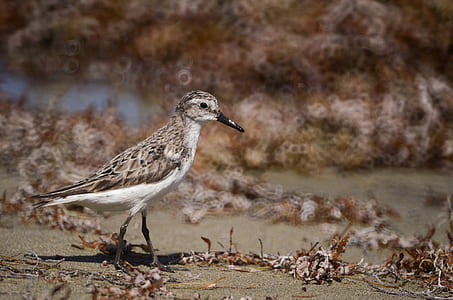 brown sandpiper walking on beach thumbnail