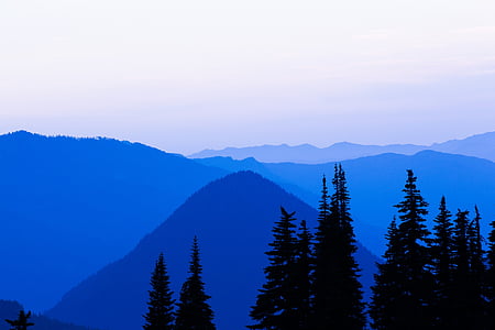 silhouette photo of pine tree at cloudy sky thumbnail