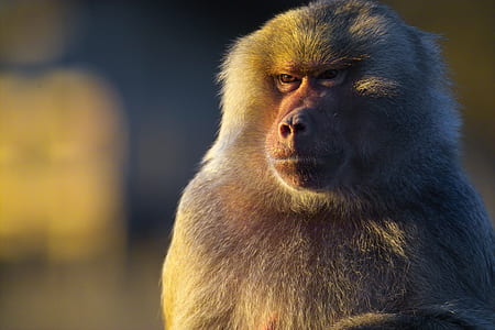 shallow photography of monkey thumbnail
