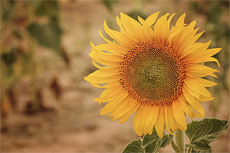 selective focus photo of yellow sunflower thumbnail