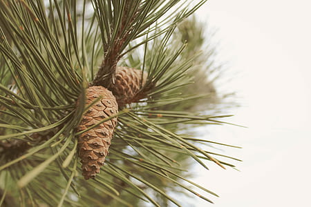 green and brown tree thumbnail