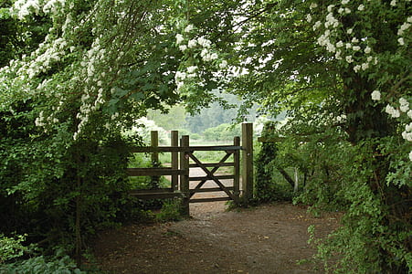 white tree blossoms beside brown wooden gate at daytime thumbnail
