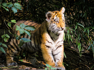 Bengal Tiger surrounded by green leaf trees photo thumbnail