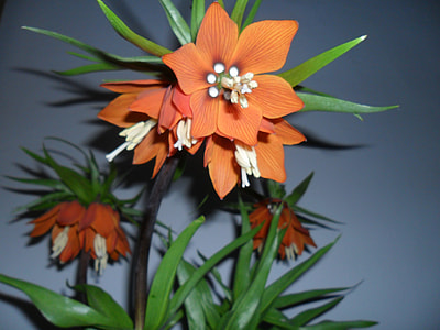 Easter Flower, Fritillaria Imperialis thumbnail