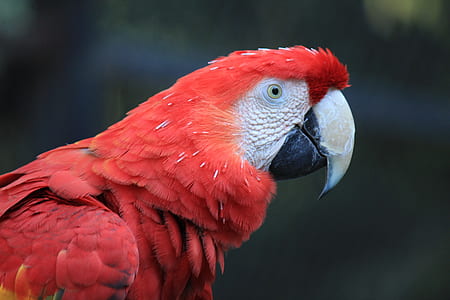 wildlife photography of scarlet macaw thumbnail