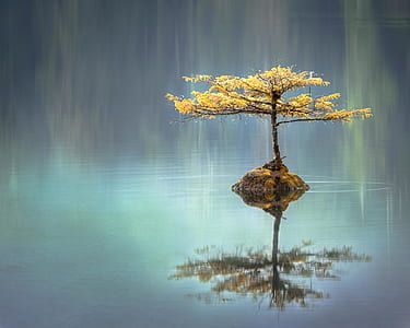photography of brown leafed tree on body of water thumbnail