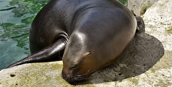 black seal resting on rock thumbnail
