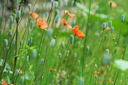 shallow focus photo of flowers thumbnail