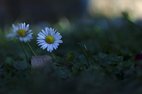 selective focus photo of white petaled flowers thumbnail
